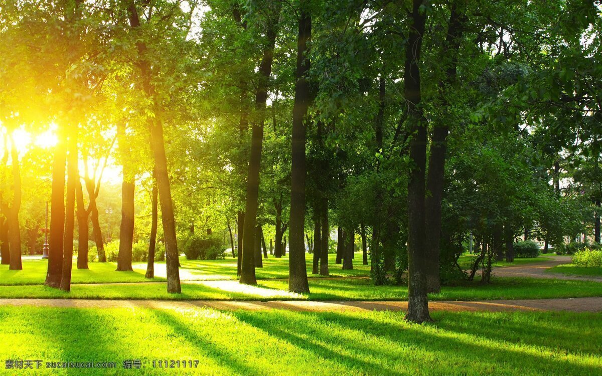 清晨 公园 树林 阳光 鸟 自然景观 建筑景观