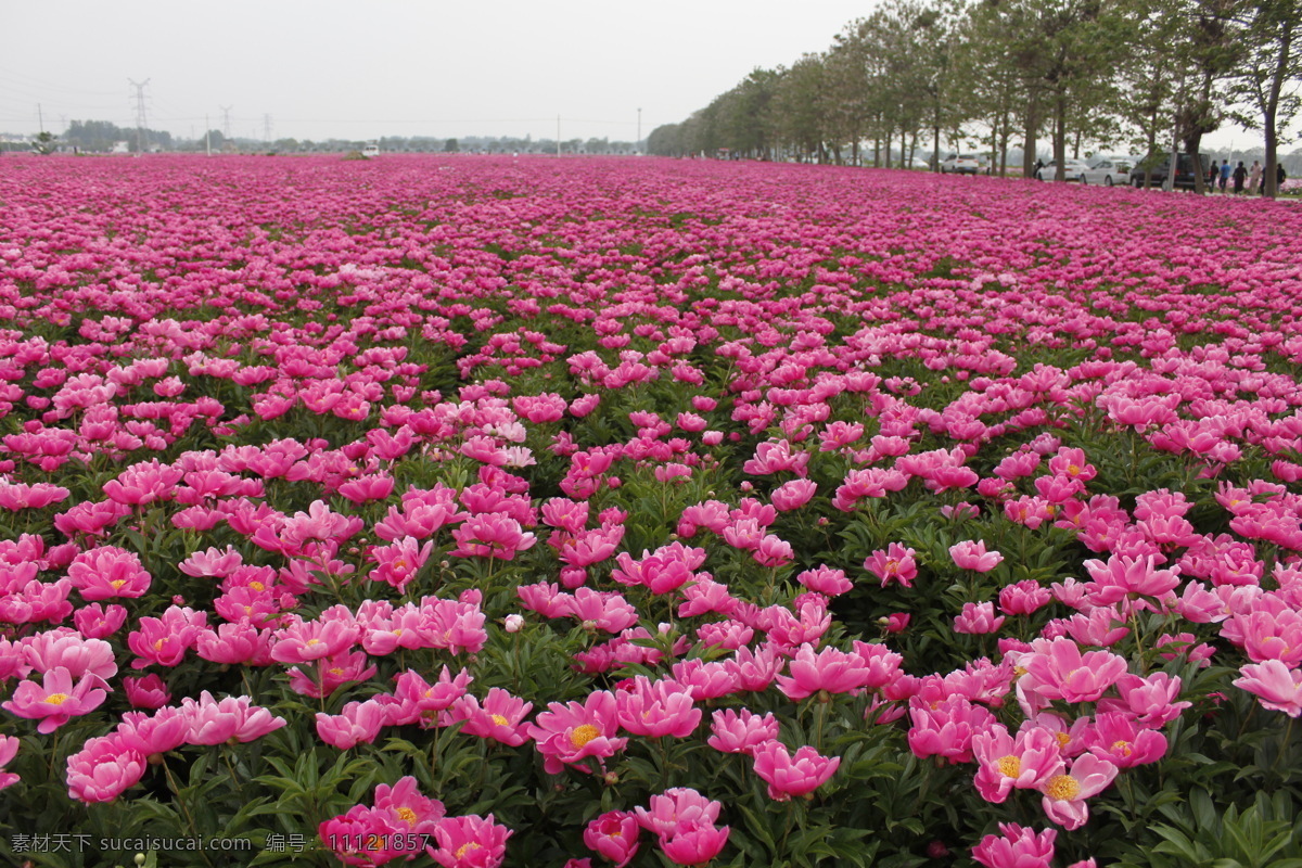 芍花 芍药花 芍药花海 亳州 花海 自然景观 自然风景