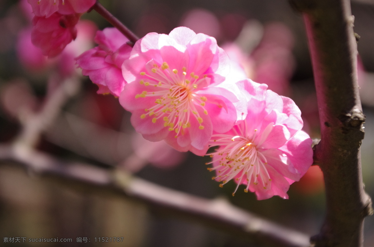 梅花 春天 莘庄 红梅 白梅 花草 生物世界 黑色