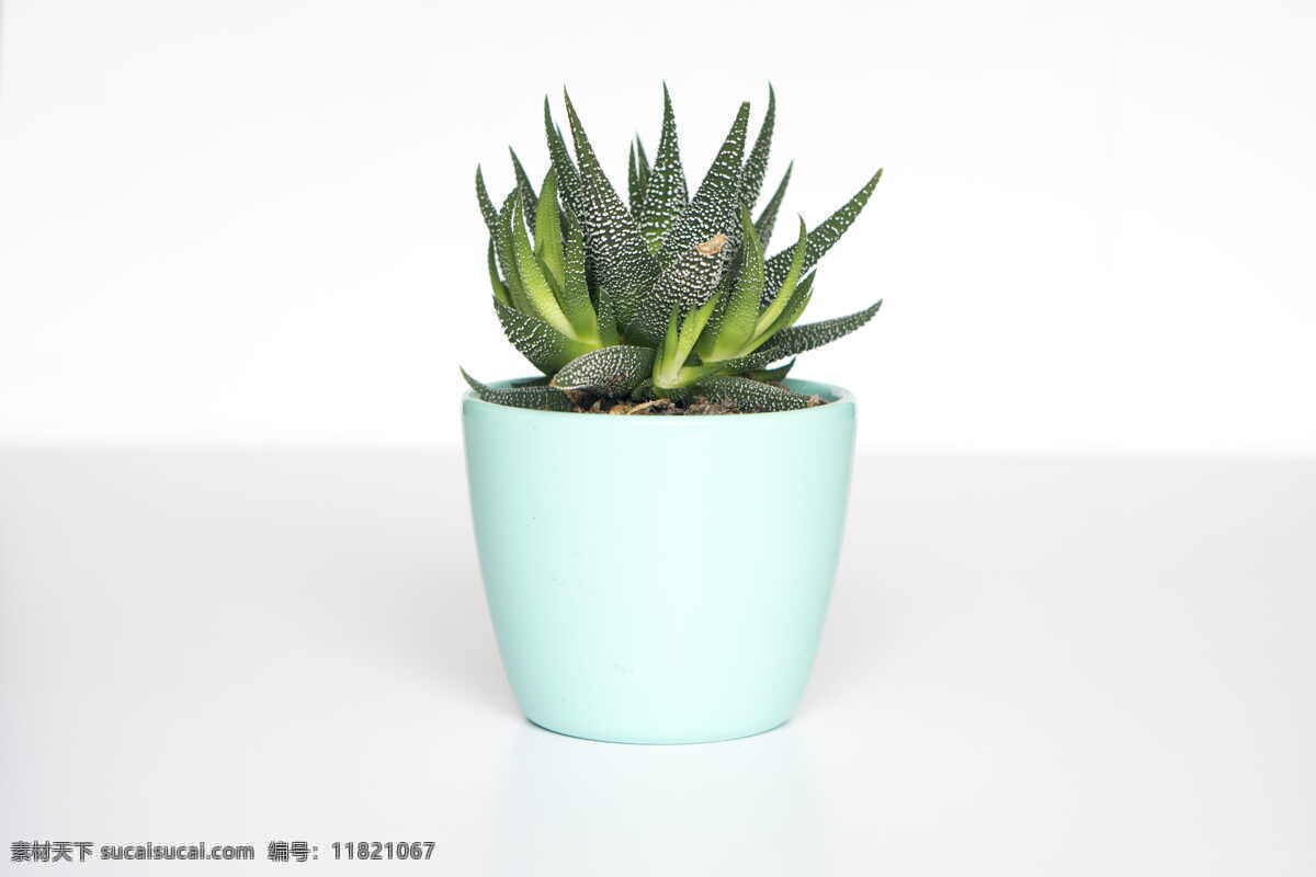 盆栽 绿色植物 植物壁纸 阳光 植物背景 多肉植物 树苗 新生 绿色 环保 生物世界 花草