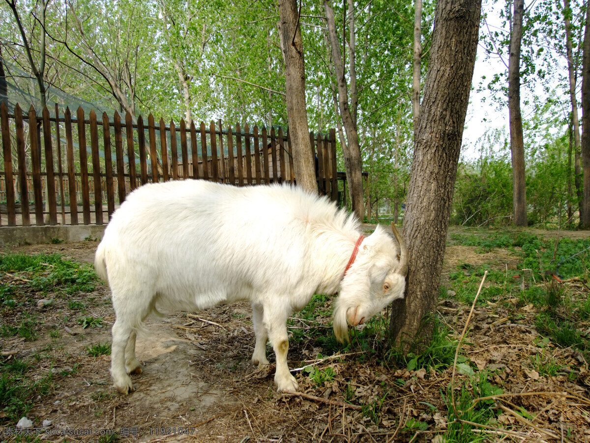 羊 调皮 家禽 撞树 生物世界