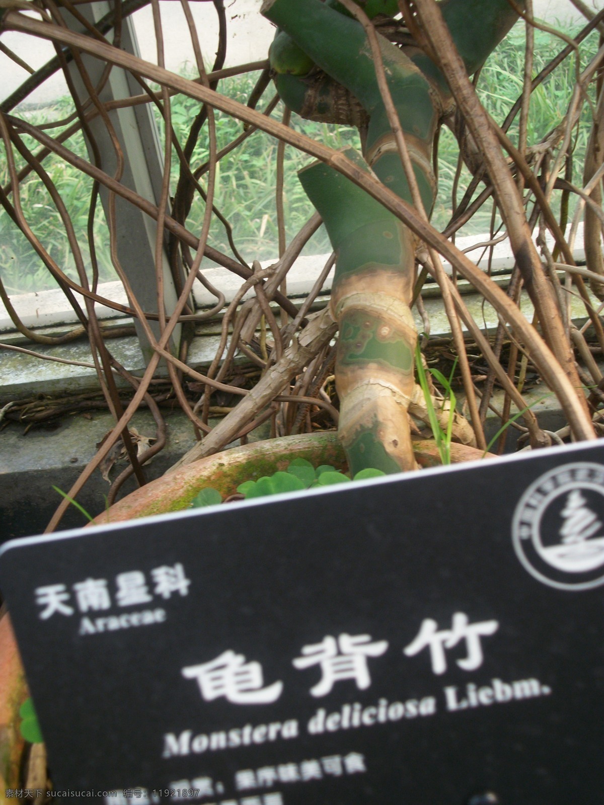 龟背 竹 花草 花牌 生物世界 植物 龟背竹 武汉植物园 矢量图 日常生活