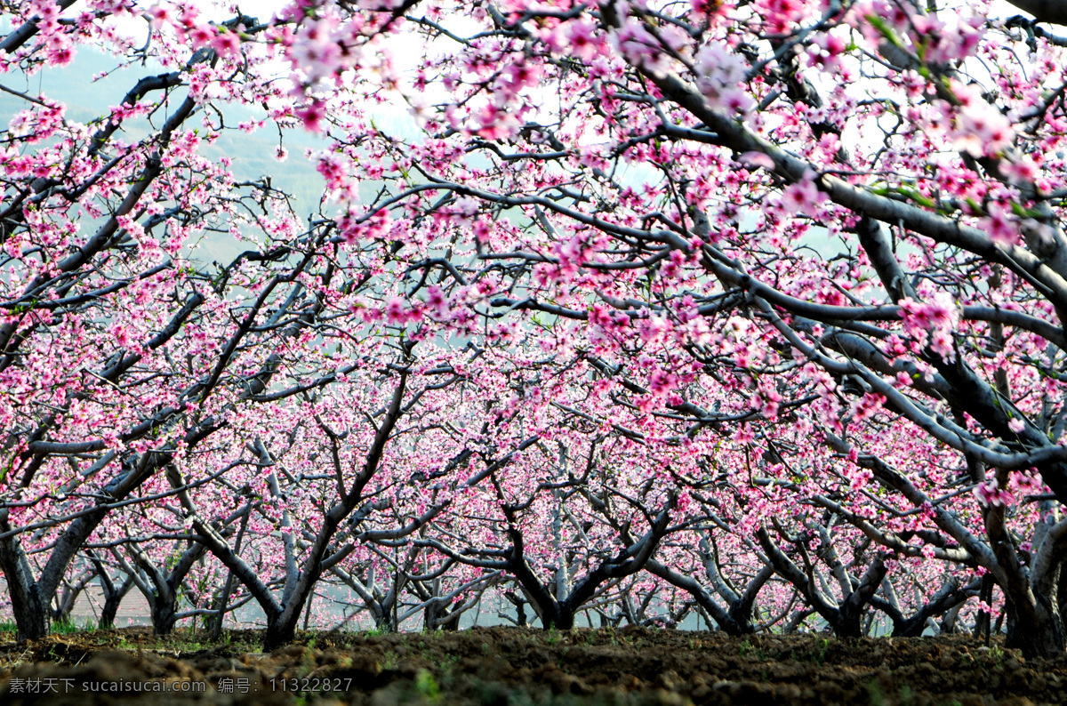 桃林 桃园 桃花源 桃树 田园 自然景观 田园风光