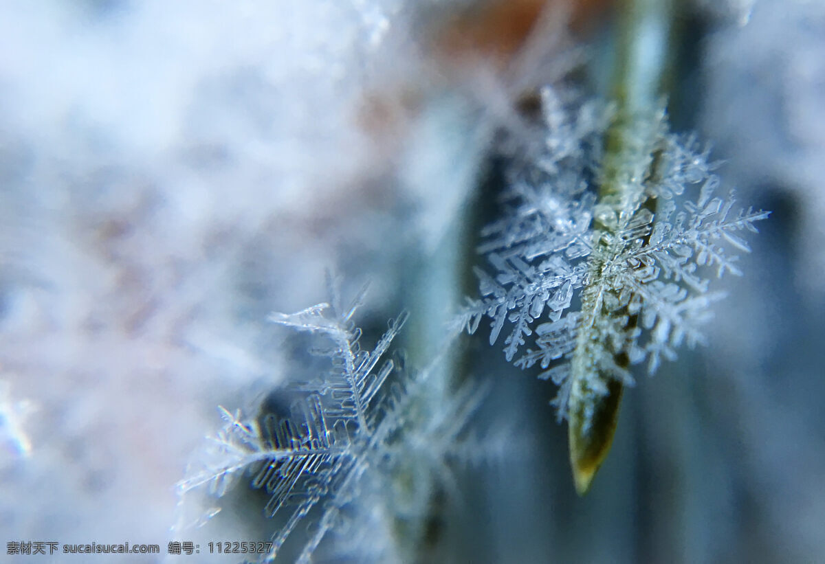 冰雪 雪景 雪 雪花 雪花细节 枝头雪花 霜花 结霜 冬天 结冰 封冻 寒意 冷寂 抽象 冰花 自然景观 自然风景