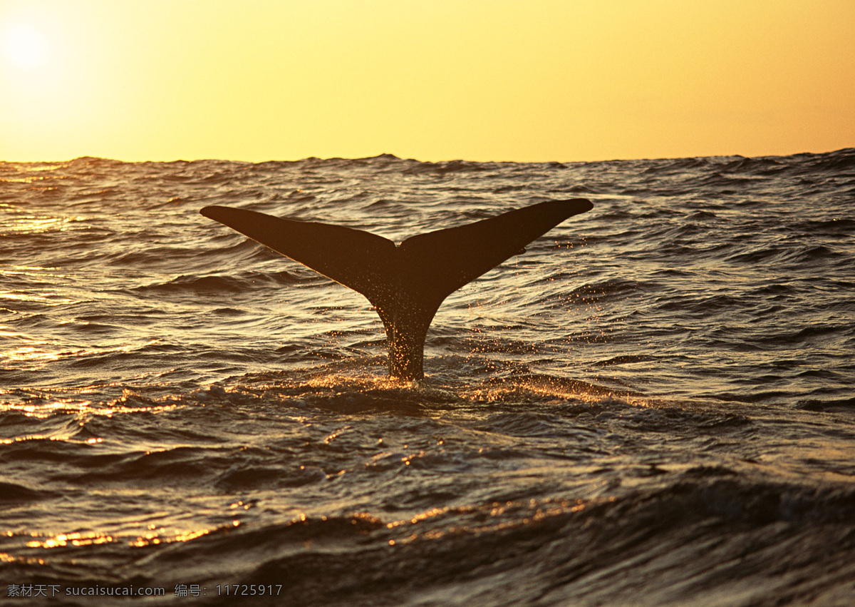 海洋 动物 海洋动物 海洋生物 鲸 鱼 生物世界