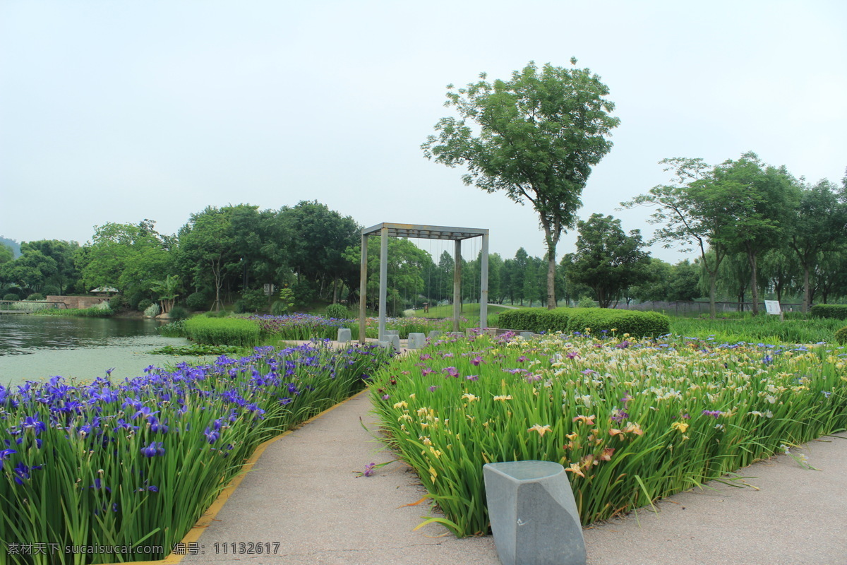 雨水花园景观 辰山植物园 花卉 鸢尾 现代廊架 透水铺装 风景 风光建筑 建筑园林 园林建筑