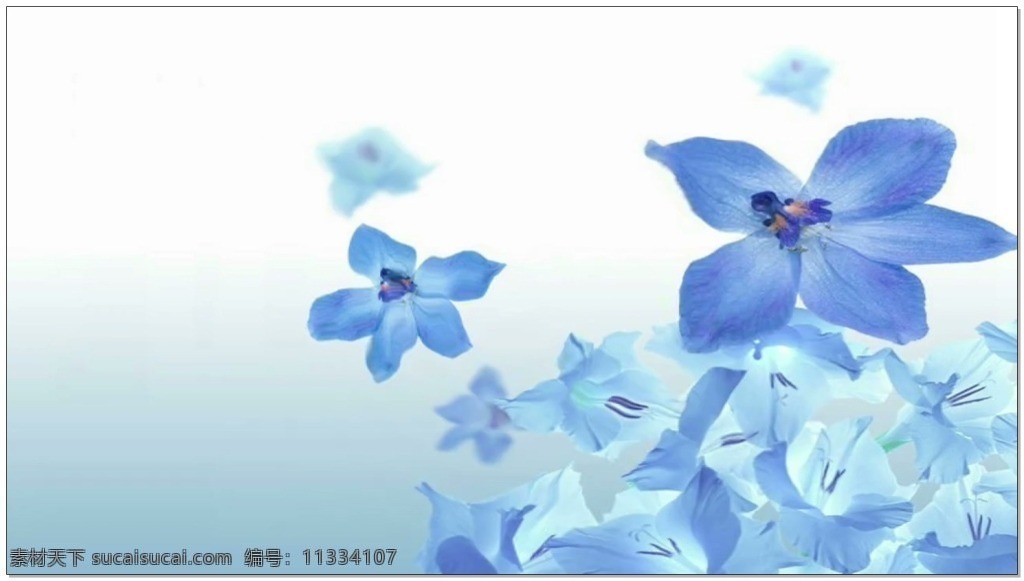 美丽 蓝色 花朵 背景 高清视频素材 视频素材 动态视频素材 蝴蝶兰