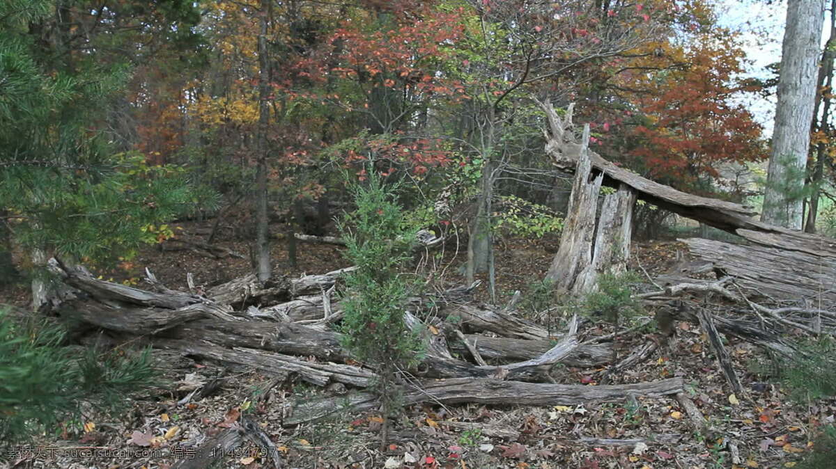 马里兰州 森林 枯死 树木 股票 视频 枯枝 美国 树 碎片 叶 死了 喷施 其他视频