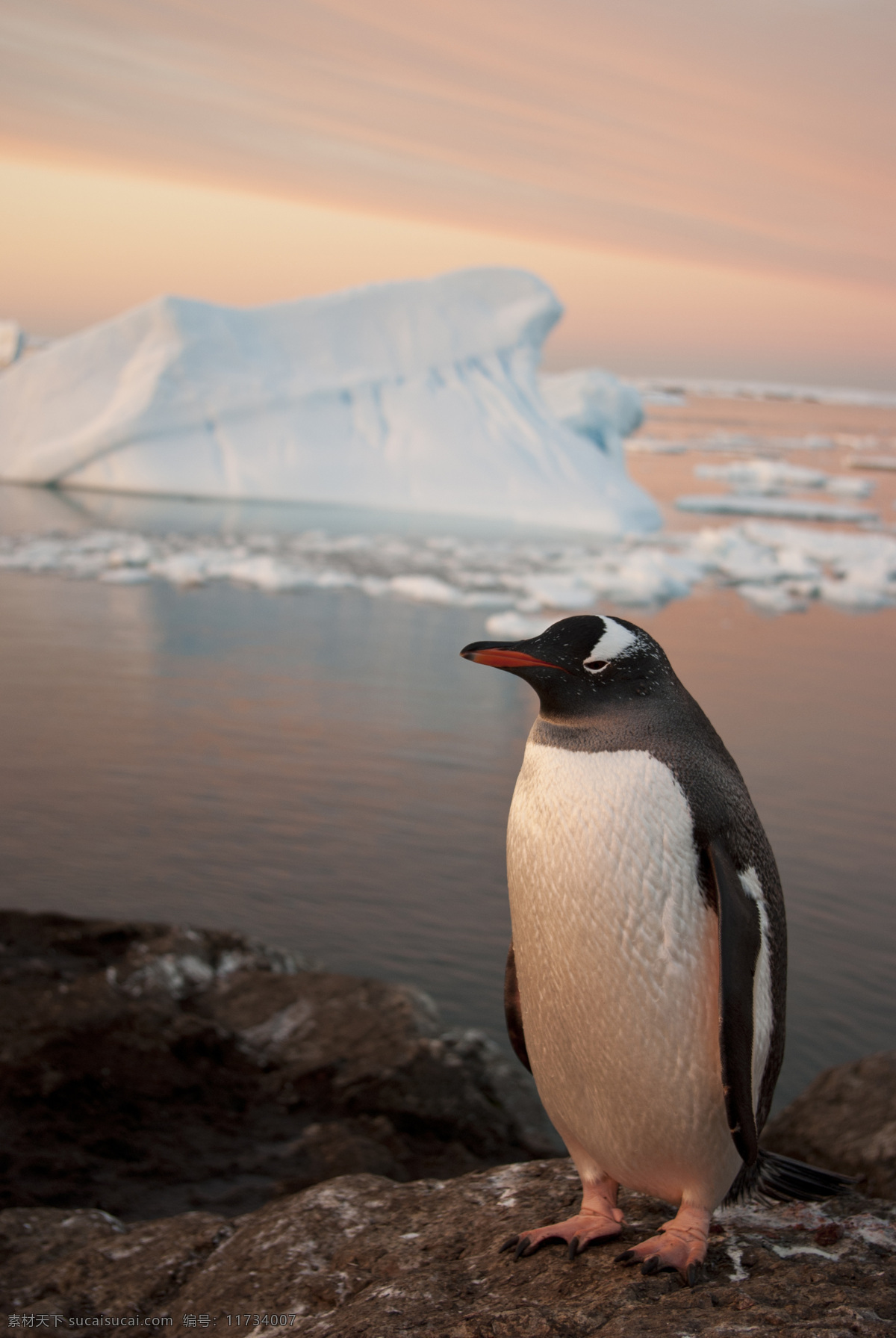 冰水 边上 企鹅 雪山 石头 河水 陆地动物 生物世界