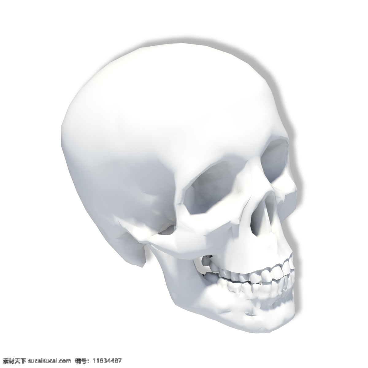 人体 头部 骨骼 模型 头骨 骷髅 医学