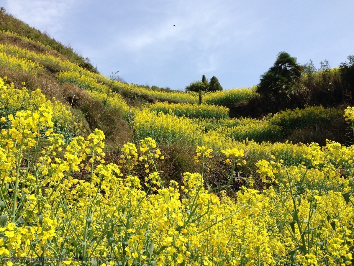 最美油菜花 油菜花 婺源油菜花 江岭油菜花 油菜花节 旅游摄影 国内旅游