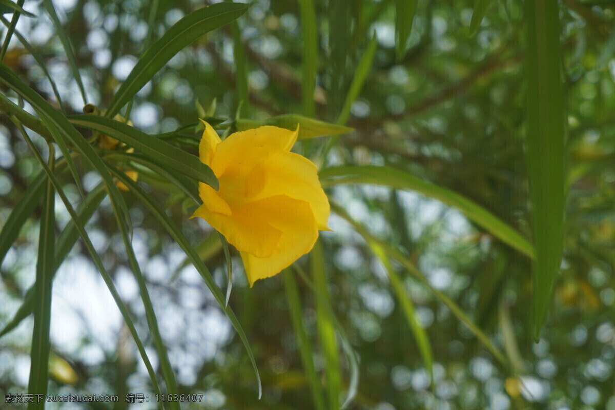 黄花夹竹桃 黄色花 绿叶 夹竹桃 绿色植物 花草树木 生物世界 花草