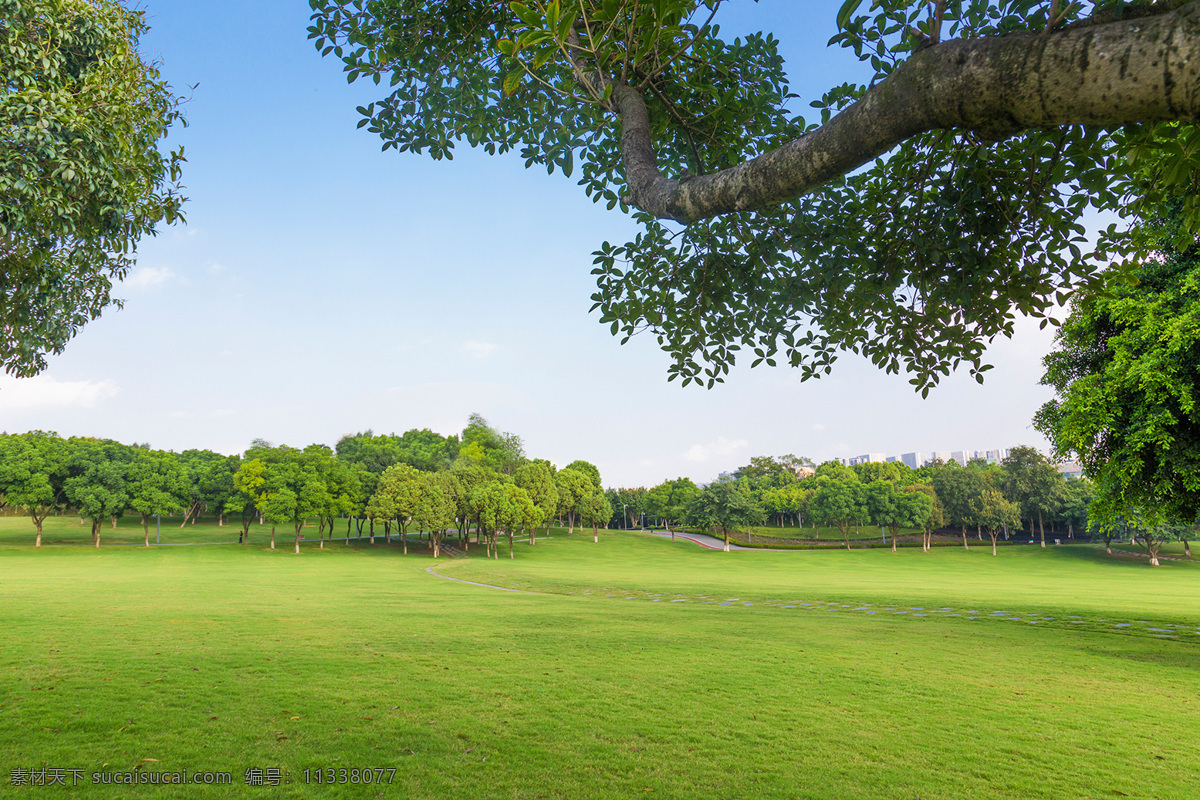重庆中央公园 草坪 草地 桂花树 树木 阳光大草坪 自然景观 山水风景