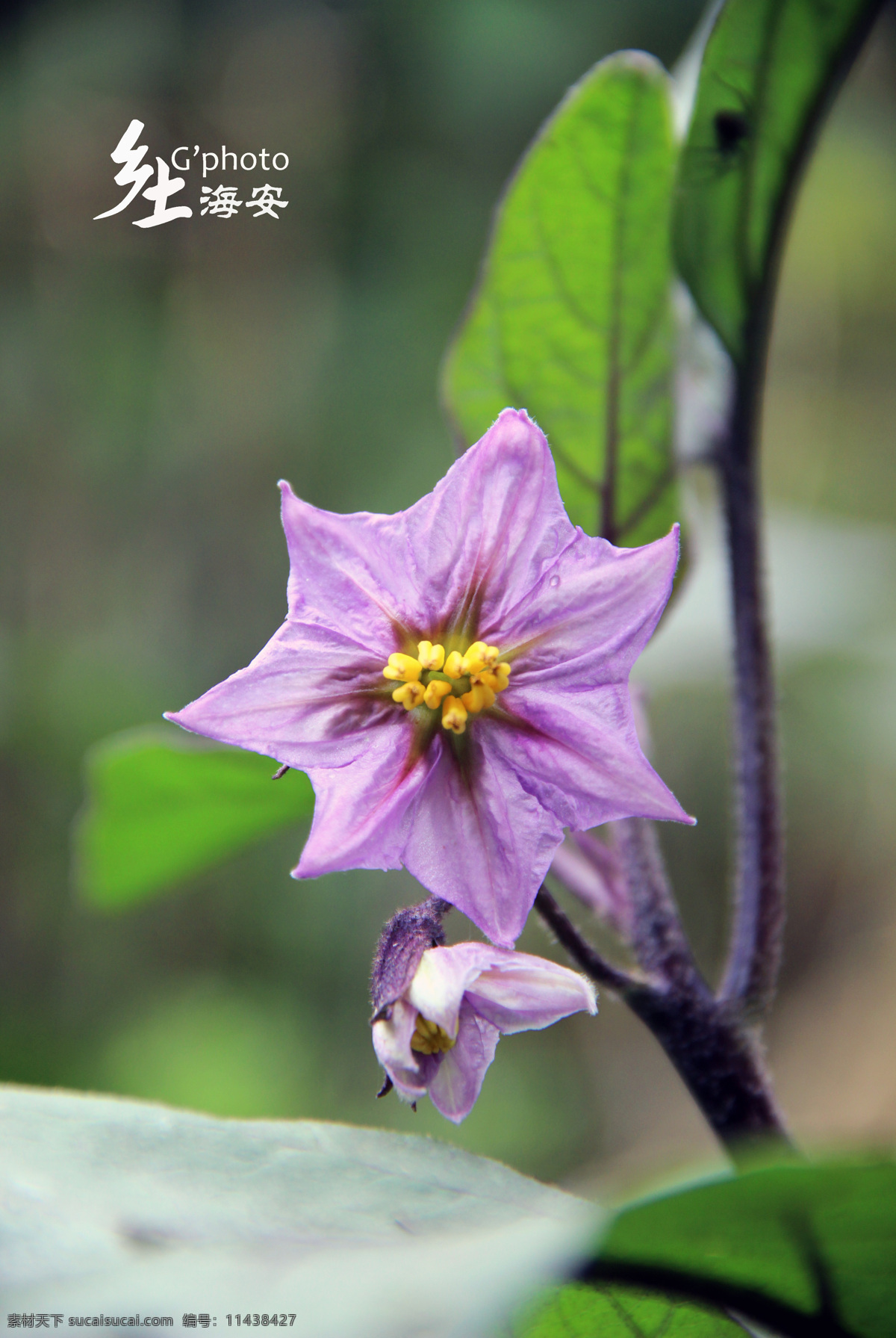 乡土海安 茄子花 紫色 农村 花草 生物世界