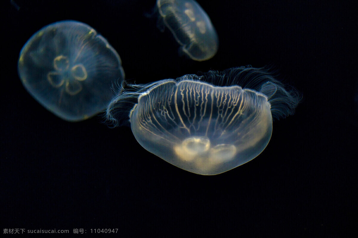 Free Images : underwater, jellyfish, blue, invertebrate, cnidaria ...