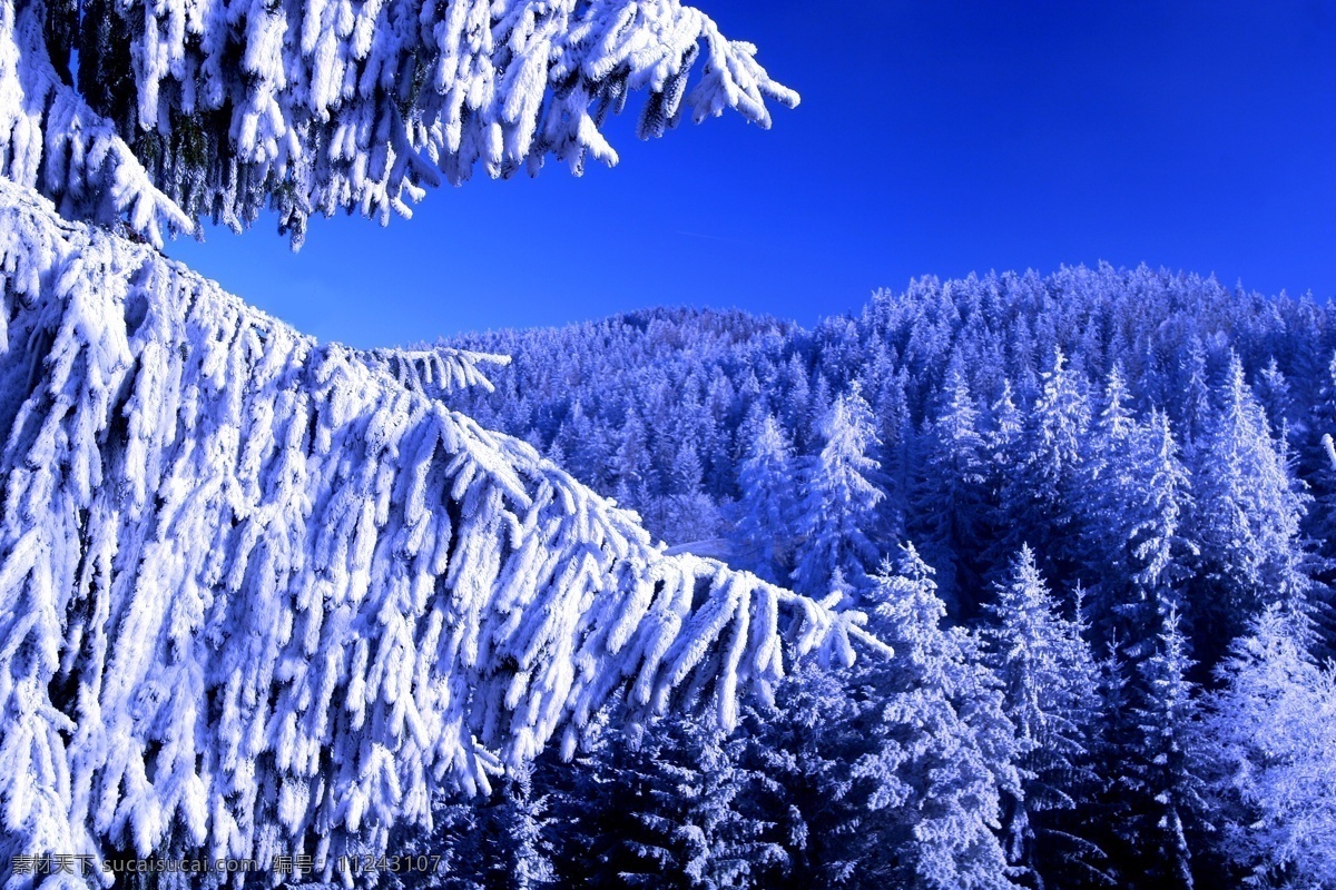 冬天森林风景 冬天雪景 冬季 美丽风景 美丽雪景 白雪 积雪 风景摄影 雪地 冬季森林 自然风景 自然景观 蓝色