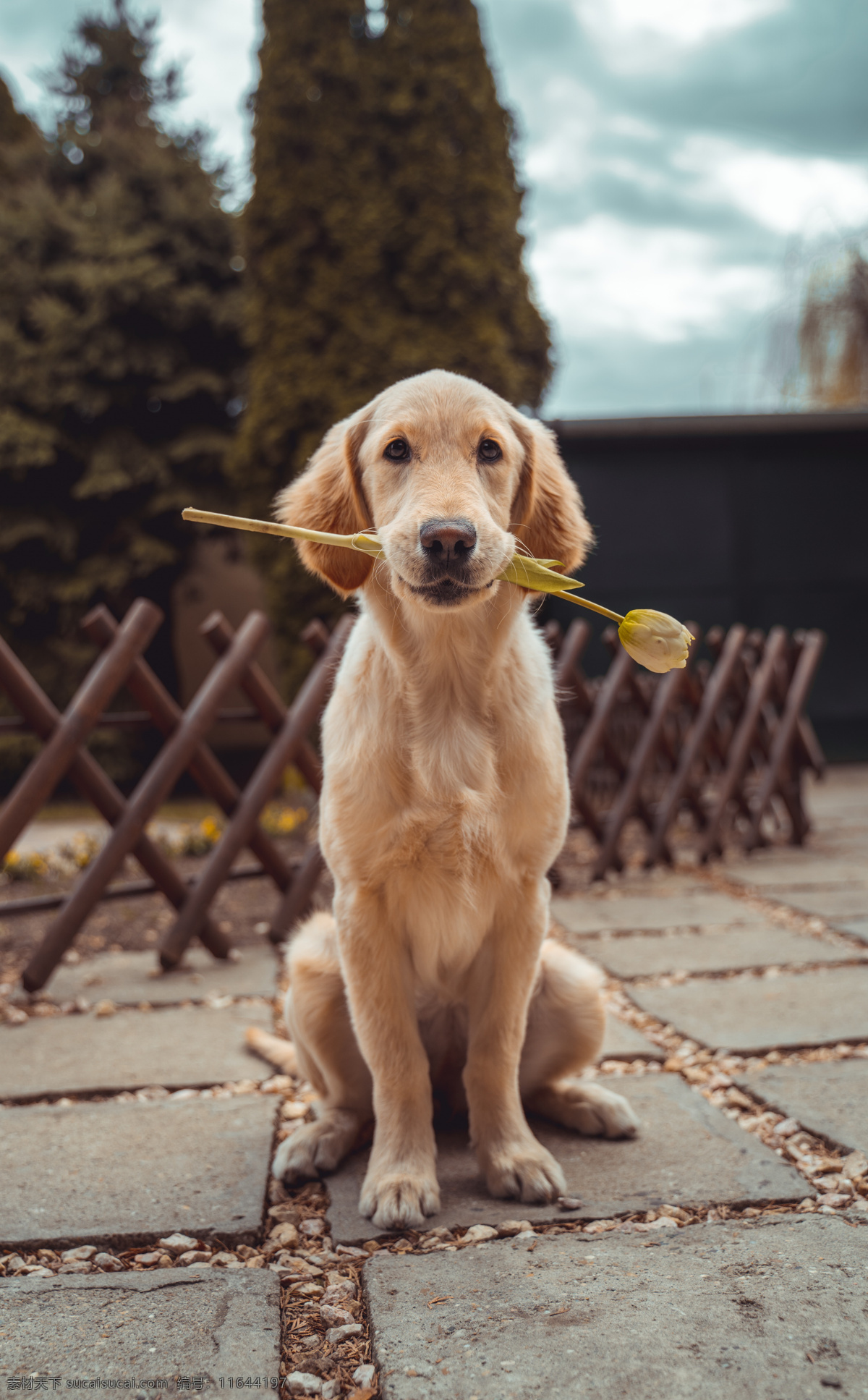 小狗 可爱 毛茸茸 犬 动物 宠物 萌犬 伙伴 狗写真 家犬 宠物狗 家畜 导盲犬 吉娃娃 忠诚 黑狗 白狗 狗素材 狗壁纸 小狗壁纸 狗背景 狗设计 狗狗 人与狗 可爱小狗 狗摄影 忠犬 狗特写 狗鼻 狗摆拍 一条股 一只狗 遛狗 狗毛 狗头 小狗创意 腊肠狗 小狗动画 小狗狗 狗动态 生物世界 家禽家畜