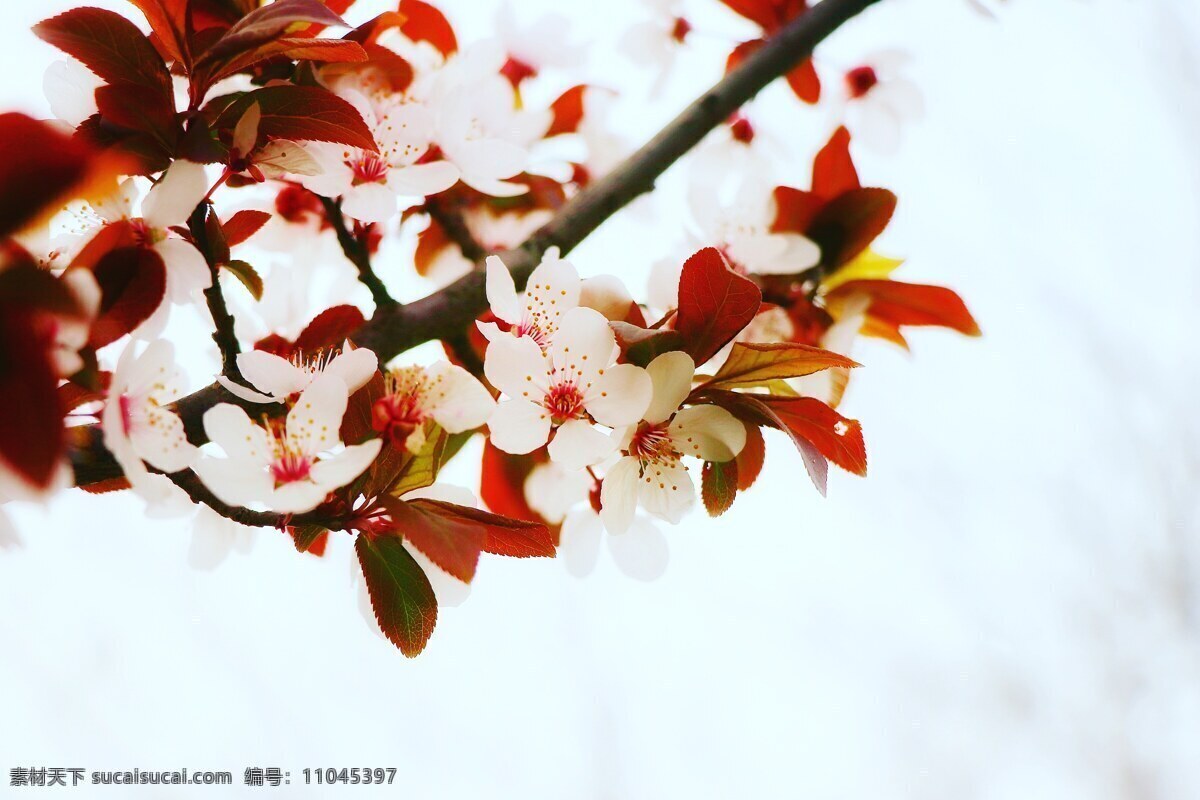 春来桃花开 桃花开 桃花花瓣 桃花树 桃树 红色花朵 自然景观 田园风光