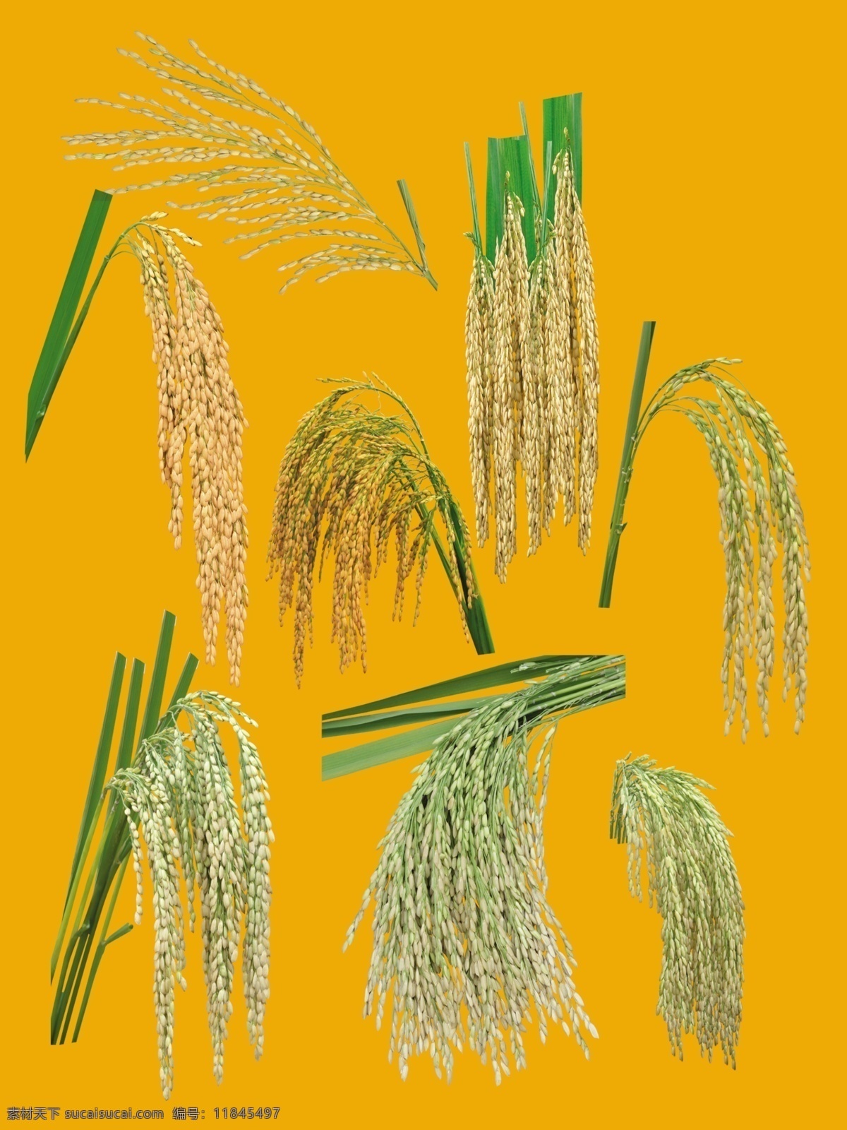 水稻 麦子 植物