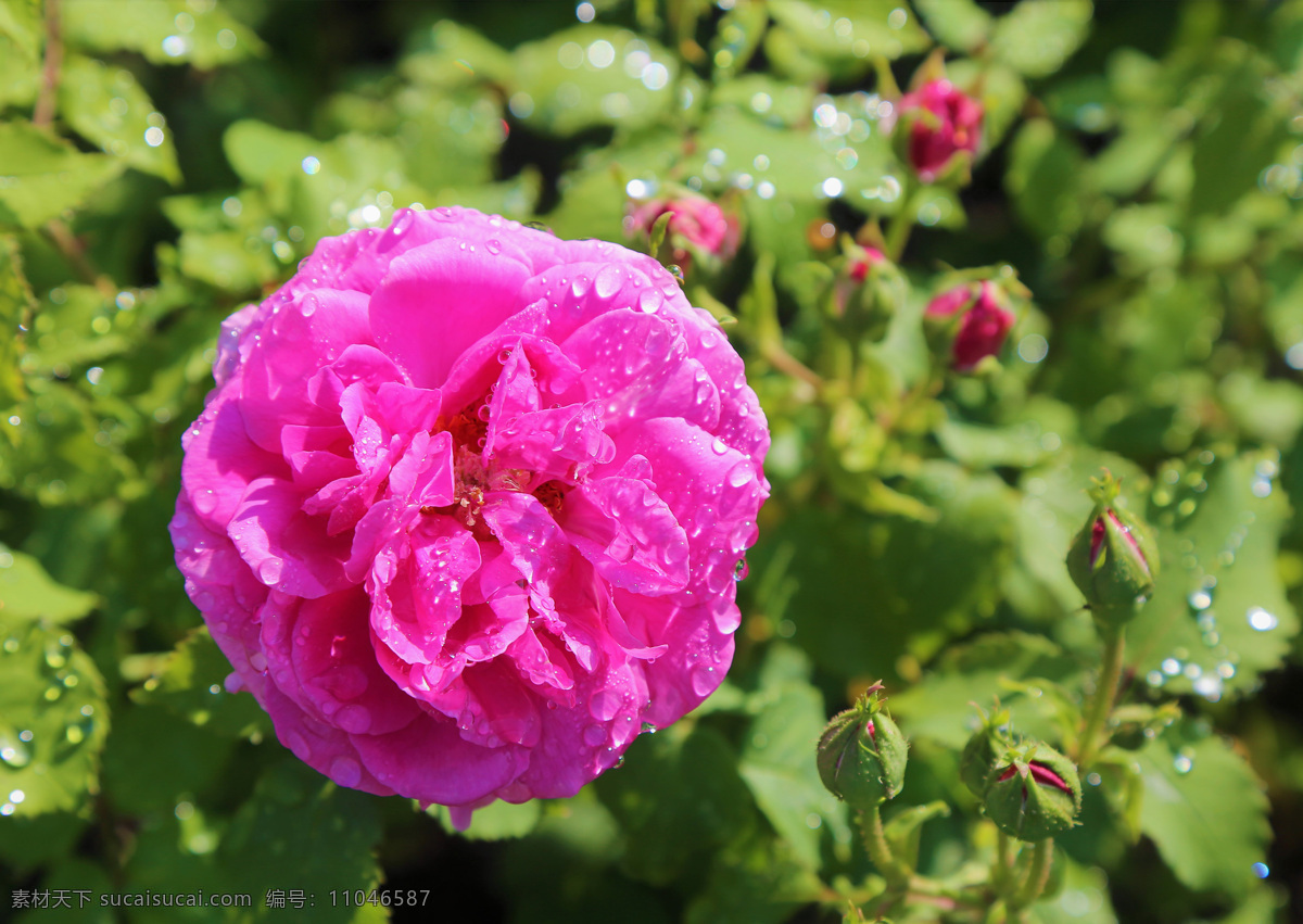 玫瑰花 红玫瑰 粉玫瑰 粉红色 花骨朵 花苞 花蕾 露珠 水珠 雨露 花朵 壁纸 植物 特写 花瓣 花枝 花心 绿叶 叶子 叶片 花叶