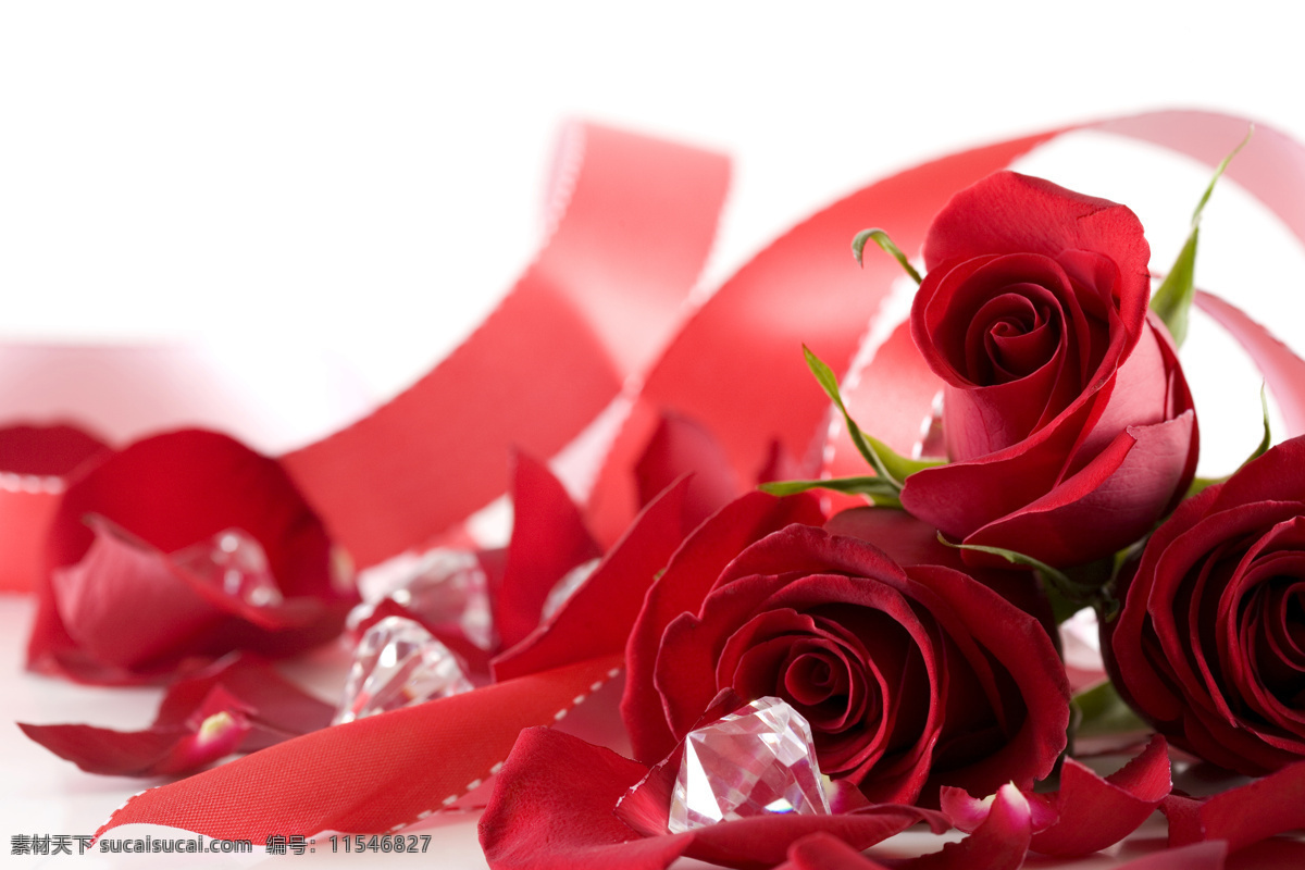 丝带 玫瑰花 情人节素材 节日素材 花朵 鲜花 浪漫 温馨 节日庆典 生活百科
