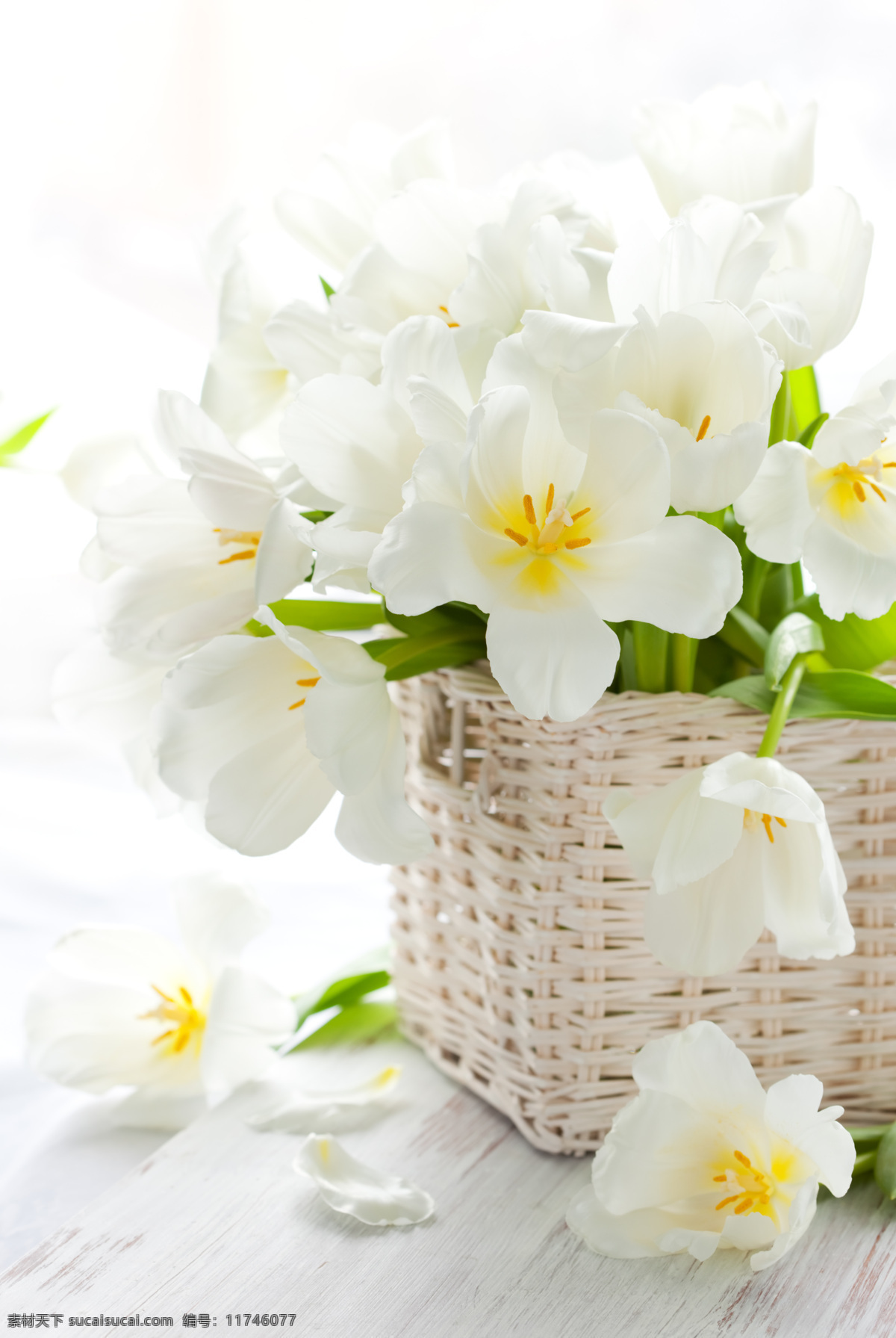 美丽花篮 春天鲜花 美丽鲜花 花朵 花卉 温馨 花束 鲜花背景 花篮 花草树木 生物世界 白色