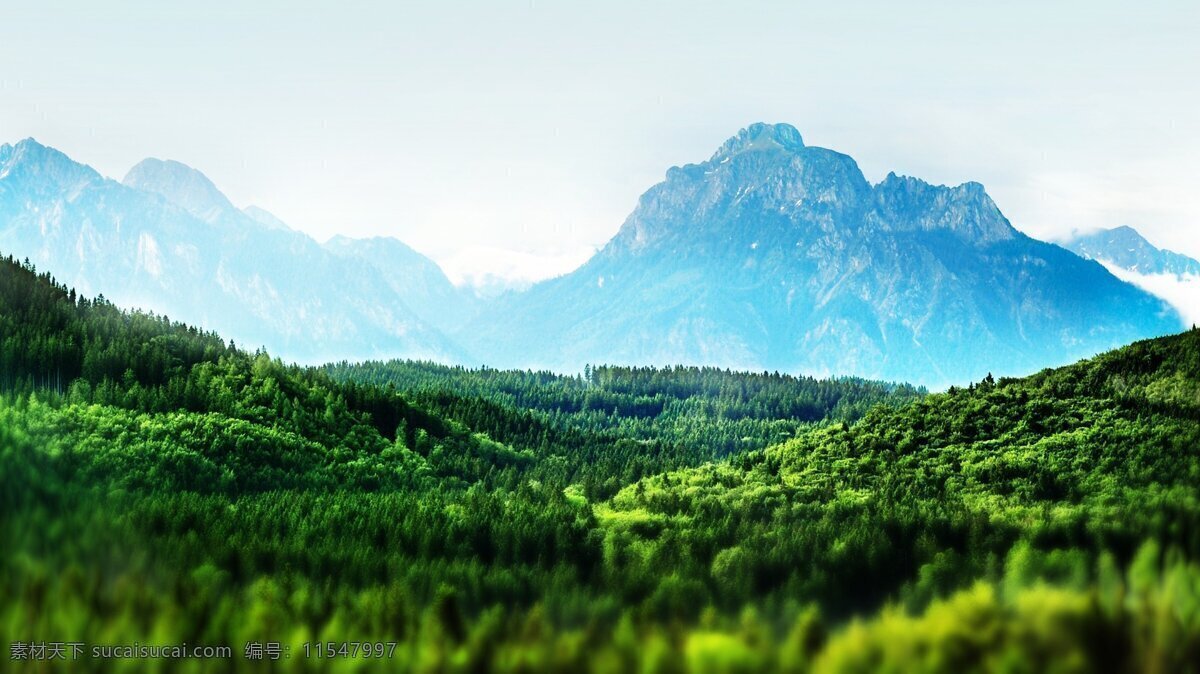绿色 森林 风景 高清 山脉 自然 树木