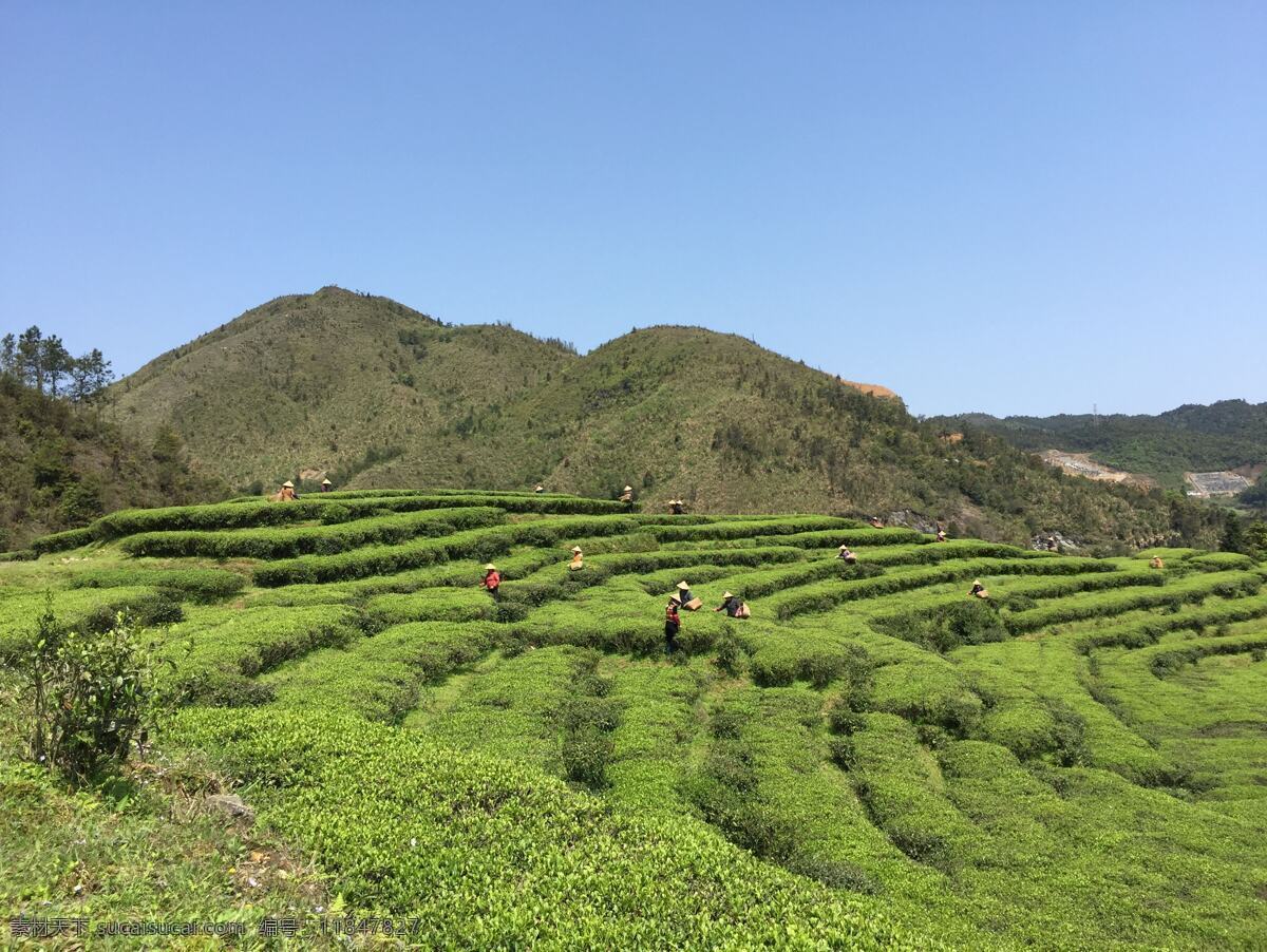 茶山 茶 山 绿色 有机 天然 漂亮 背景 茶园 自然景观 山水风景