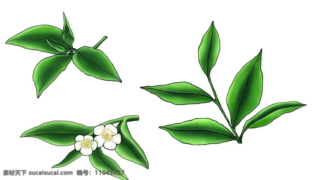 工笔画叶子 手绘叶子图片 国画叶子 手绘叶子 叶子手绘 茶叶手绘 带花的叶子 叶子插画 分层