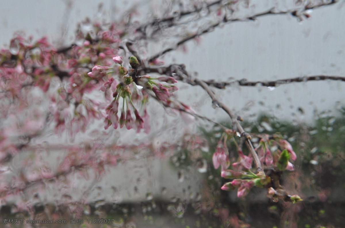 雨中樱花 樱花 花 春天 繁花 繁华满枝 蜜蜂 采蜜 粉色 雨 隔窗 玻璃 生物世界 花草