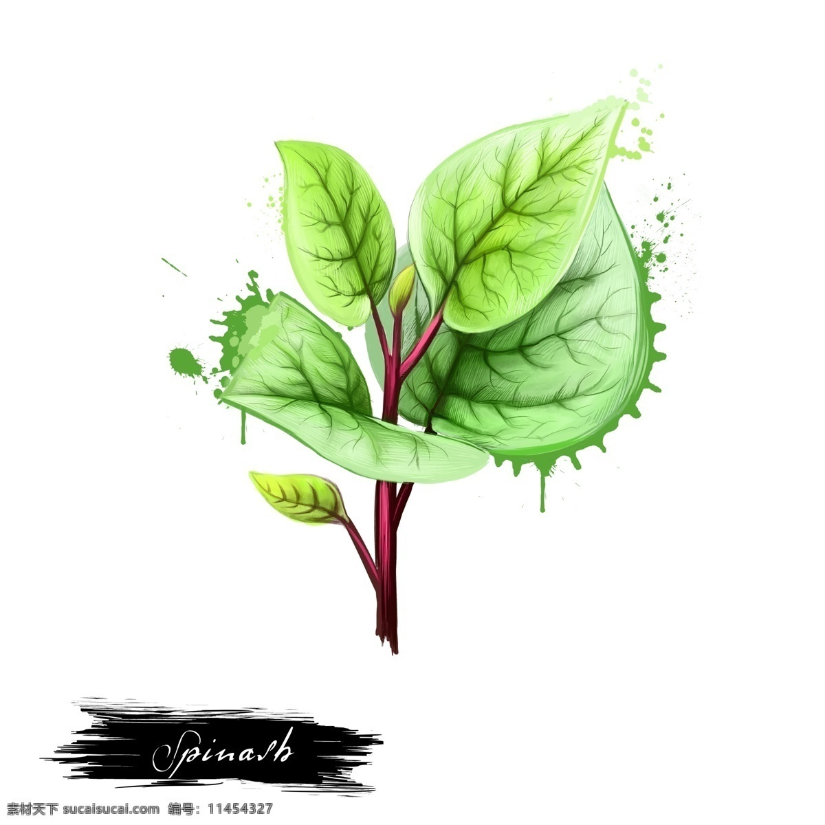 手绘 绿色植物 源文件 紫色 绿叶 花刺 花茎 装饰图案