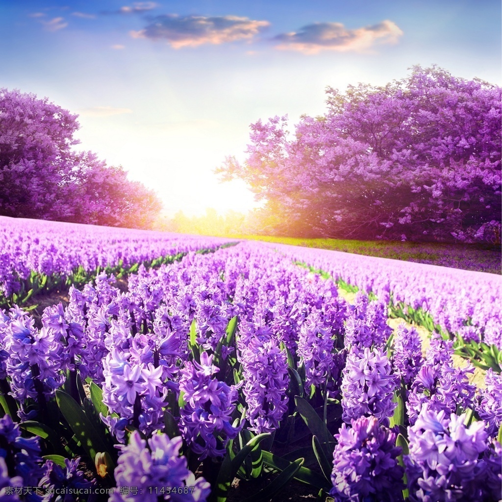 薰衣草 风景摄影 草地 田园 植物 紫色 照片 风景 自然景观 山水风景