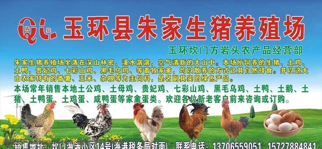土鸡 广告牌 土鸡店招牌 招牌 门头 土鸡蛋 鸡标志 绿草地 鸡 矢量