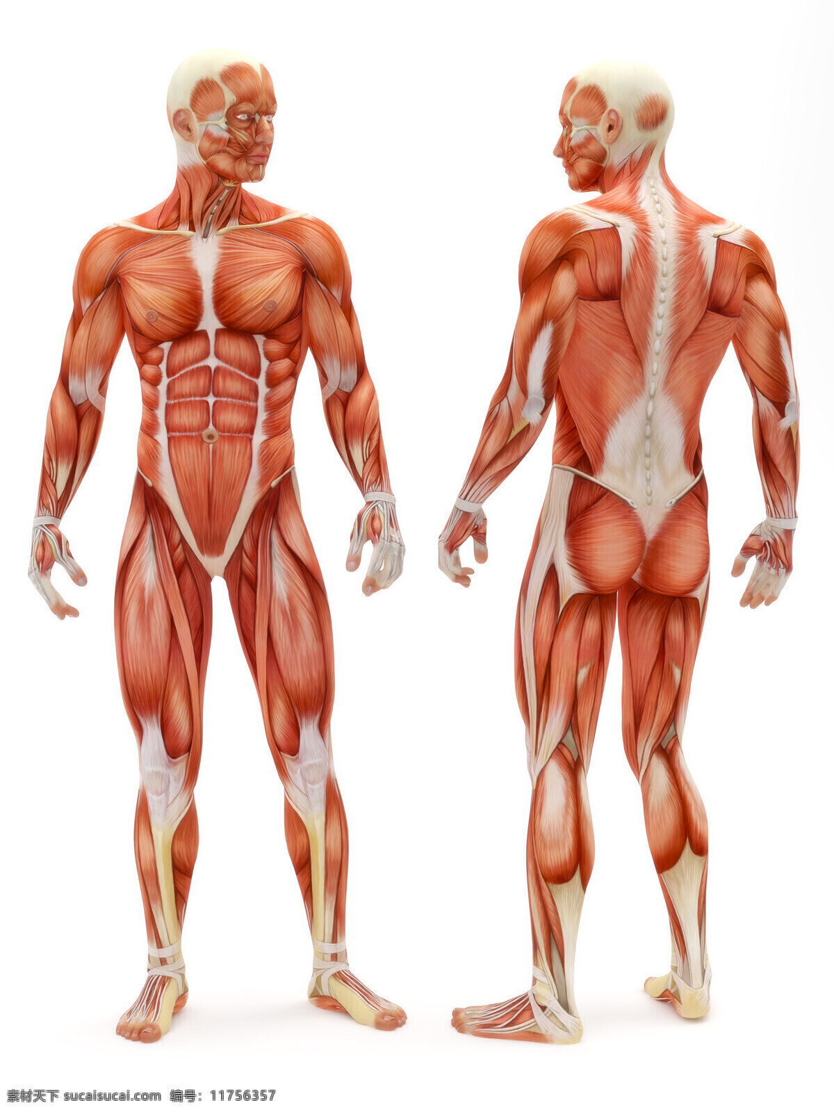 男性人体 人体肌肉 肌肉 人体结构 人体解刨 西医 医院 人体构造 皮下肌肉 医学 人体工学 女性肌肉 女性器官 肌肉分布 肌肉结构 人体研究 生命科技 立体人体 三维人体 人物图库 男性男人