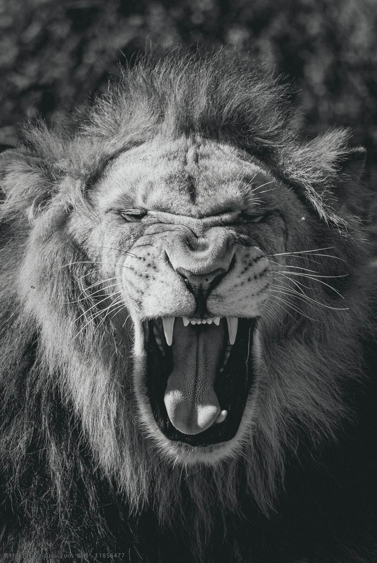狮子怒吼 狮子 雄狮 狮子黑白照片 黑白照片 狮吼 草原之王 生物世界 野生动物