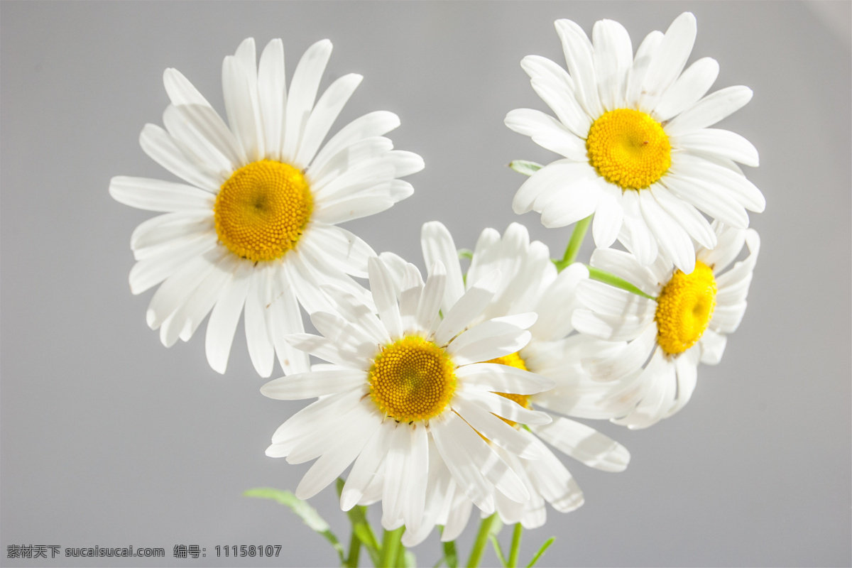 高清 白色 雏 菊花 雏菊花 菊花海 野菊 小菊花