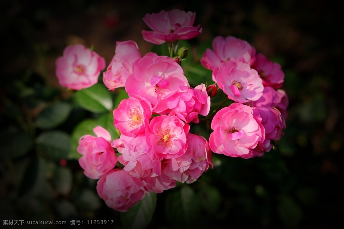 高清 唯美 粉色 海棠花 鲜花 花卉 花草 花朵 植物