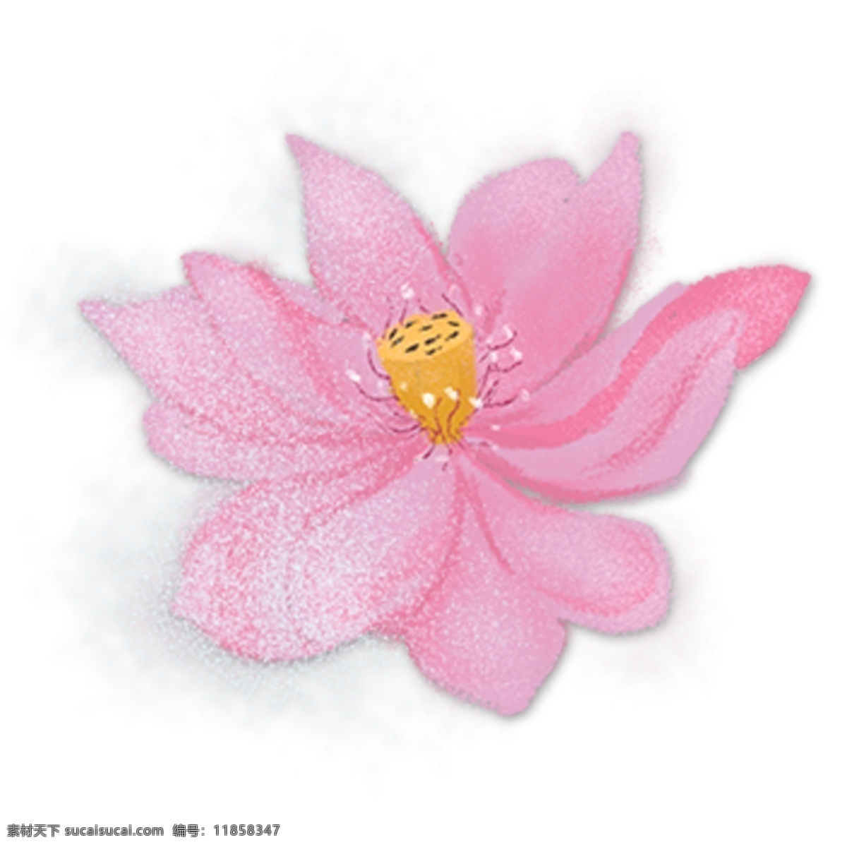 粉色 莲藕 花朵 植物 免 抠 图 卡通 装饰图案 免抠图 莲花