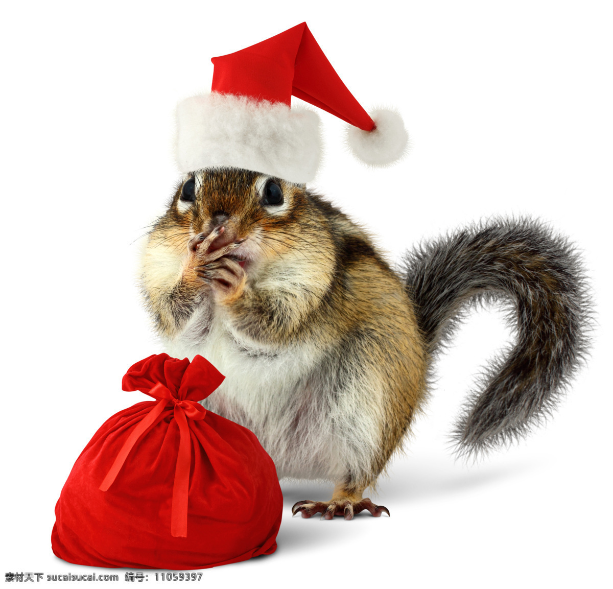 带 圣诞 帽子 松鼠 圣诞帽 动物 宠物 圣诞节 圣诞素材 节日素材 陆地动物 生物世界