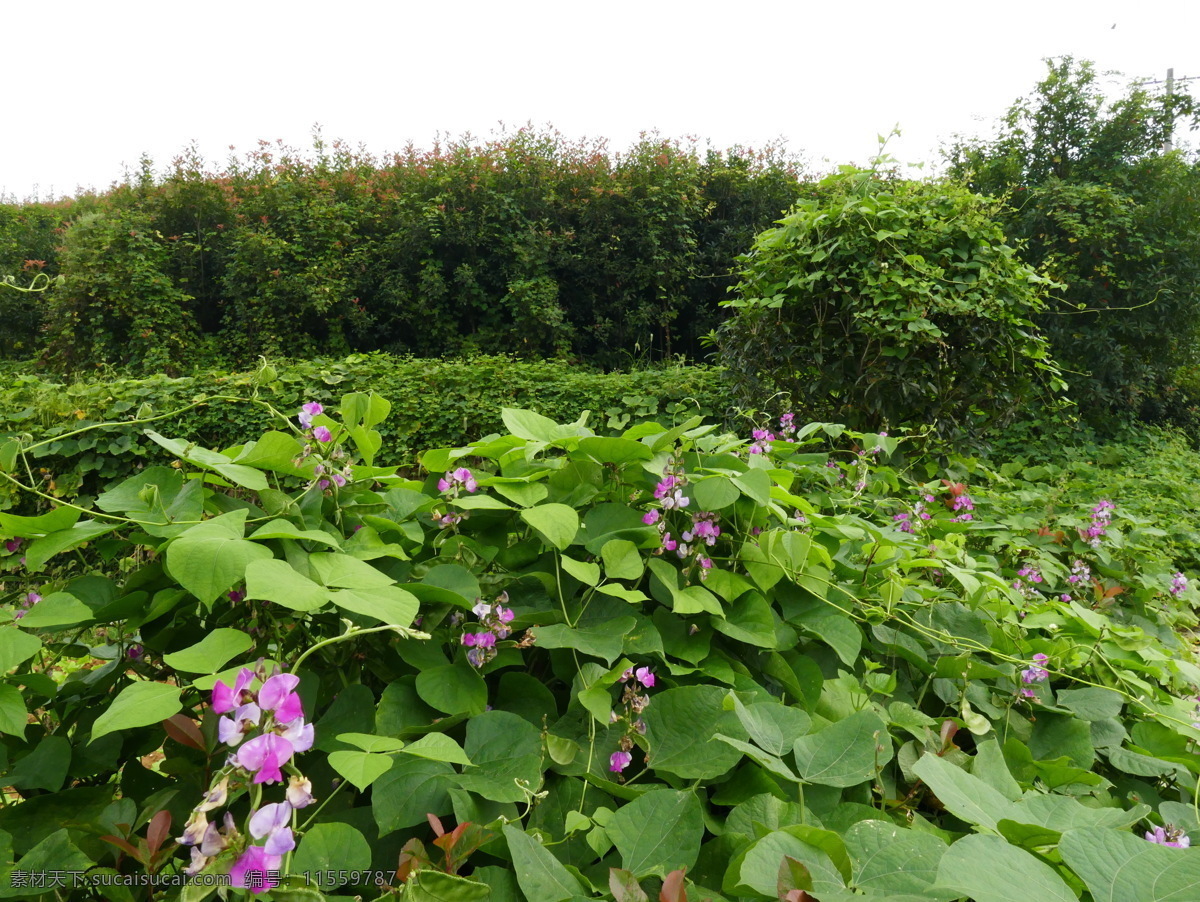 豆角花墙 豆角花 豌豆花 花墙 农家作物 田园风光 相机拍摄 生物世界 蔬菜