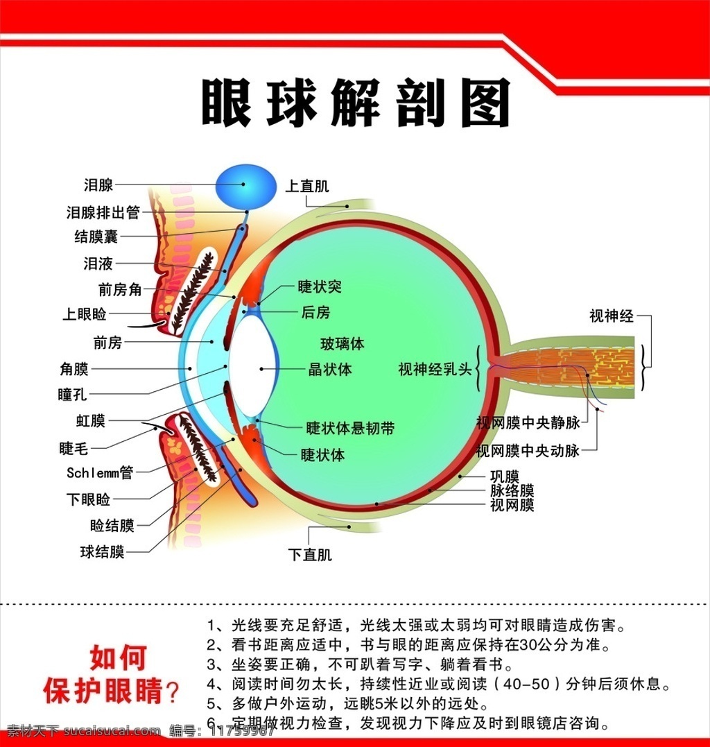 眼球解剖图 眼科 解剖图 眼镜 医院 泪腺 眼球 医疗保健 眼睛