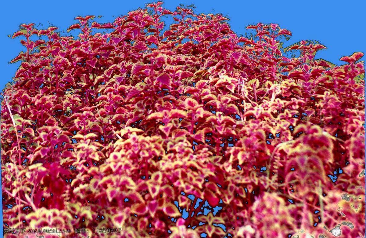 红 紫苏 草本 类 观 叶 植物 园林植物 红紫苏 观叶 配景素材 园林 建筑装饰 设计素材 3d模型素材 室内场景模型
