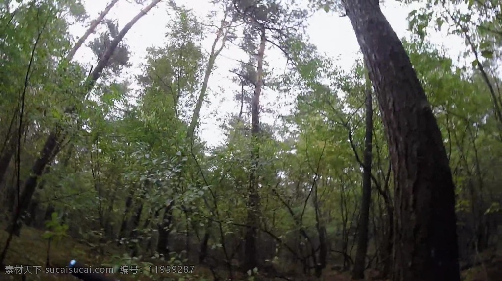 视频背景 实拍视频 视频 视频素材 视频模版 自然 树林 风景 自然风景视频 树林视频