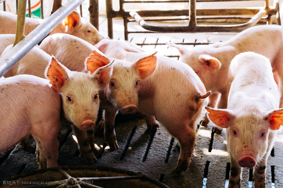 家猪 猪 饲养猪 猪棚 猪圈 生物世界 家禽家畜