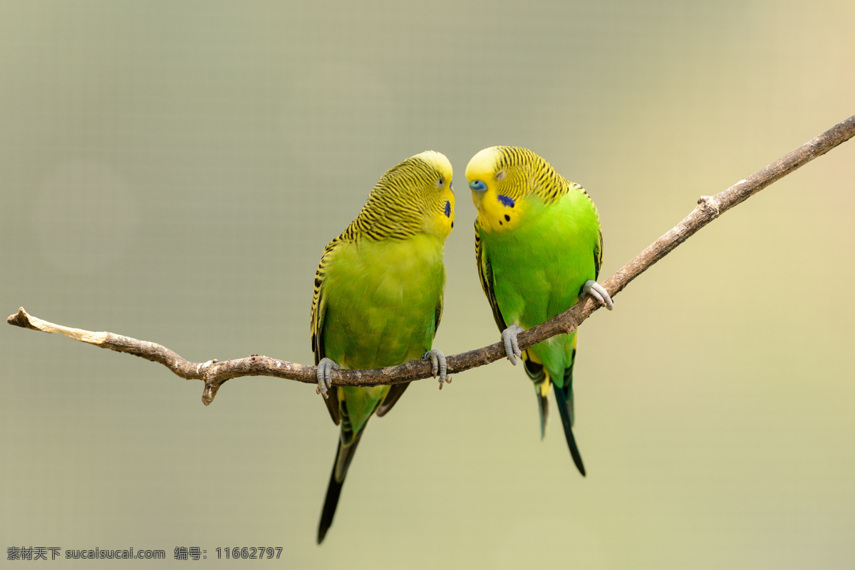 两 只 小鸟 野生动物 动物摄影 动物世界 鸟类动物 陆地动物 生物世界