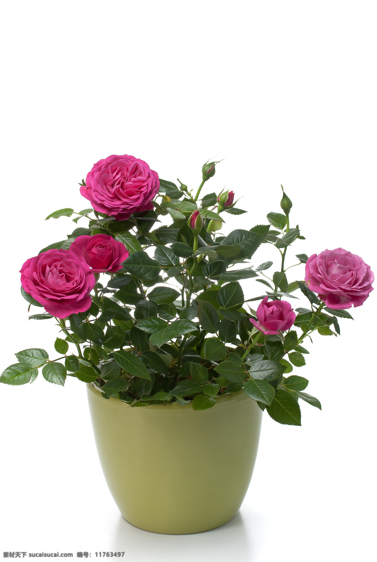 玫瑰 花卉 盆栽 高清 花朵 近景 特写 植物