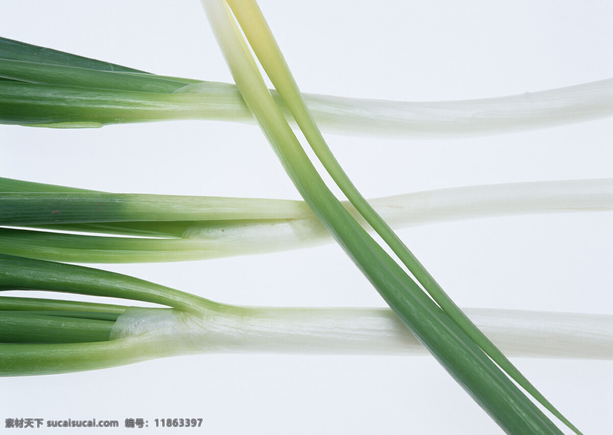 大葱免费下载 大葱 蔬菜 生物世界