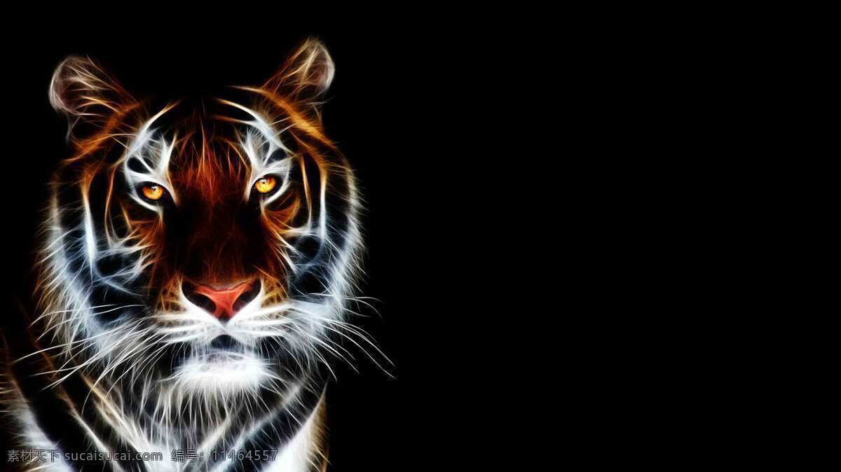 猛虎 老虎 动物 猫科动物 野生动物 哺乳动物 生物世界