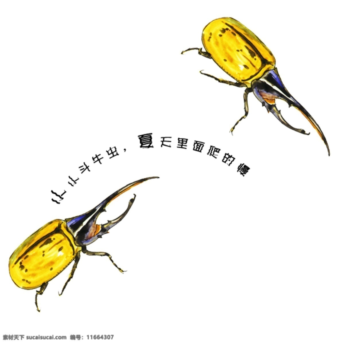 昆虫 虫子 大夹子 白色