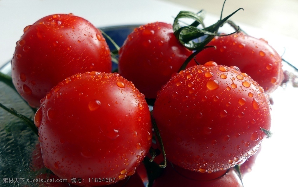 西红柿图片 西红柿 番茄 柿子 有机蔬菜 绿色蔬菜 农产品 菜篮子 生态农业 种植业 生物世界 蔬菜
